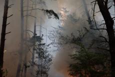 Окупанти зізналися, скільки лісу вигоріло на Луганщині з початку року