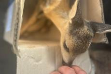 Луганські копи врятували двох косуль, яких знайшли у хащах місцеві (ФОТО)