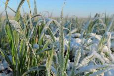 ЛОВА: У фермерів на Луганщині втрати посівів більші, ніж заявили окупанти