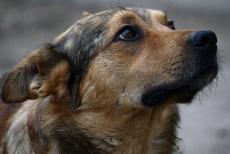 “Збираються в зграї та нападають на людей”: у Сіверськодонецьку - проблема безпритульних тварин