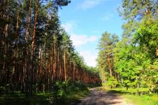 Судитимуть двох окупаційних директорів «лісгоспів» з Луганщини