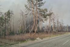 Цивільним вкотре заборонили відвідувати ліси на окупованій Луганщині