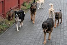 ЛОВА: У Сіверськодонецьку люди вимагають вилову бродячих собак, а в окупантів немає на це грошей