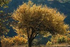 У Лисичанську окупанти зібралися створити парк «Святі гори»