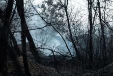 Окупанти у Кремінній відклали відновлення лісів до настання «мирного життя»
