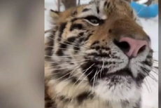 На окупованій Луганщині судитимуть чоловіка, який тримав вдома червонокнижного тигра та мавпу