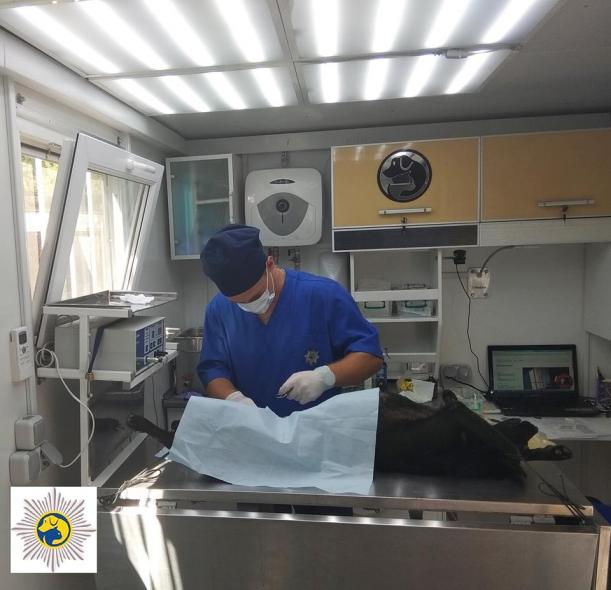 В Северодонецке пройдет плановая стерилизация и вакцинация бездомных собак