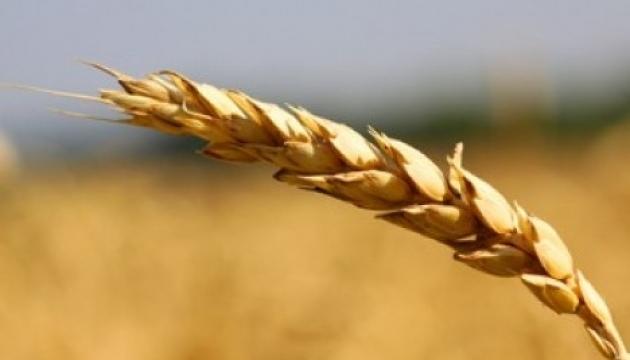 Росіяни вкрали та вивезли майже 70 тис. тонн зерна нового врожаю з Луганщини