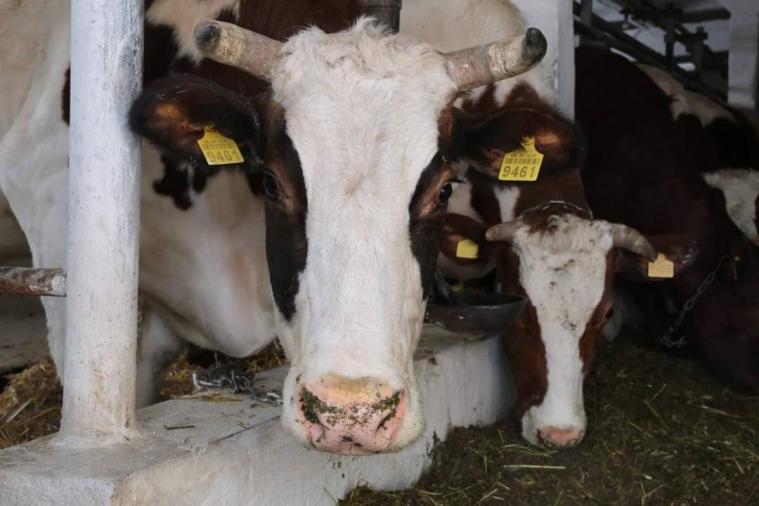 “Фермери з окупованої Луганщини збираються пустити корів на м’ясо”, - Гайдай