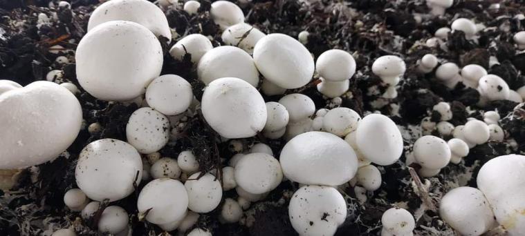 Переселенці з Луганщини зібрали перший врожай грибів на фермі в гумхабі Хмельниччини
