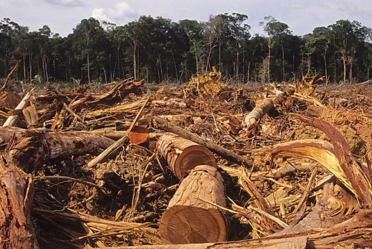Окупанти вирубують ліси на тимчасово окупованих територіях