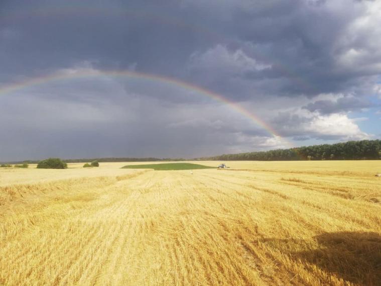 Аграрії України зберуть більше зерна і соняшника, ніж у 2022 році: Врожайність майже рекордна