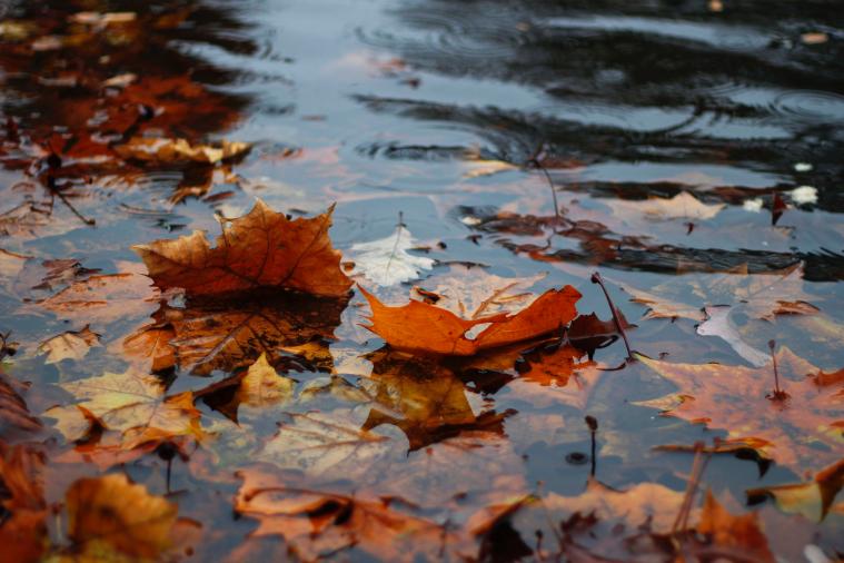 Погода на 8 листопада: в Україні дощі і температурні контрасти від +7 до +22
