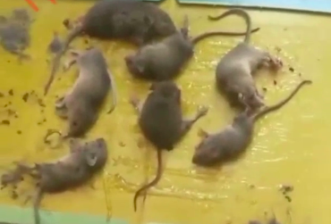 У Лисичанську нашестя мишей – місцеві показали відео 