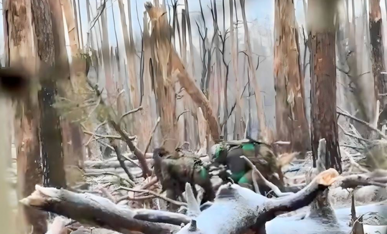 Рахунок шкоди, завданої окупантами луганським лісам, йде вже на сотні мільярдів