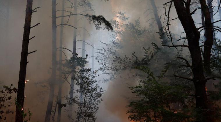    Окупанти зізналися, скільки лісу вигоріло на Луганщині з початку року