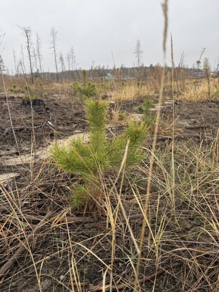    Моргунов подивився, як ростуть сосни на випаленій землі (ФОТО)