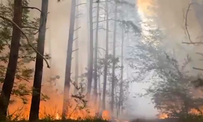 На окупованій Луганщині третю добу горять ліси (ВІДЕО)