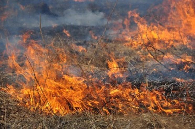 Палає сухостій: на окупованій Луганщині фіксують велику кількість пожеж