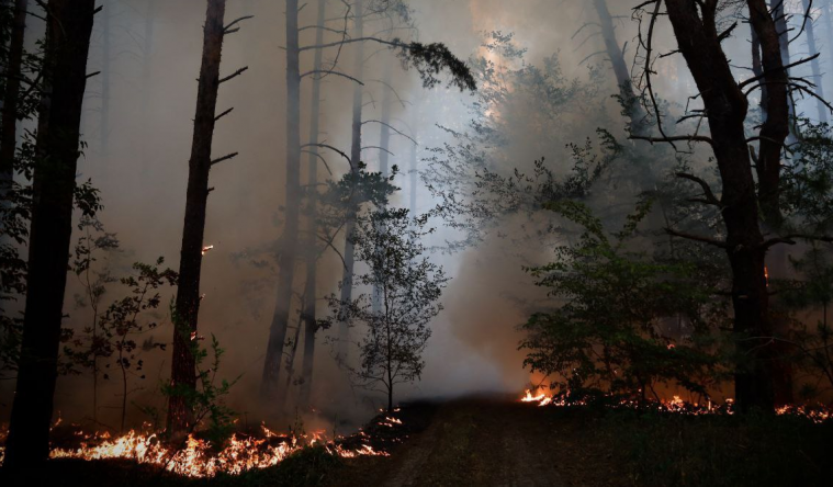 Пожежі на окупованій Луганщині охопили понад 780 га: де горять ліси
