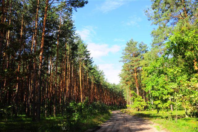 Судитимуть двох окупаційних директорів «лісгоспів» з Луганщини