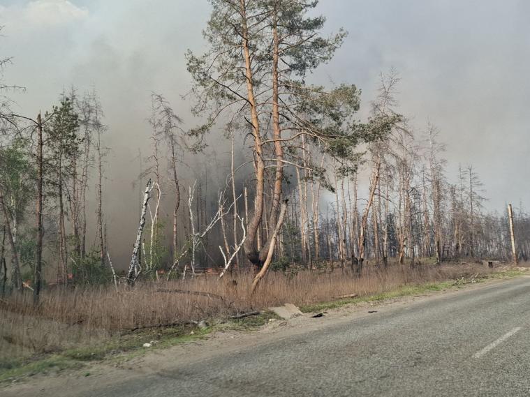 Окупанти назвали кількість знищеного лісу на Луганщині