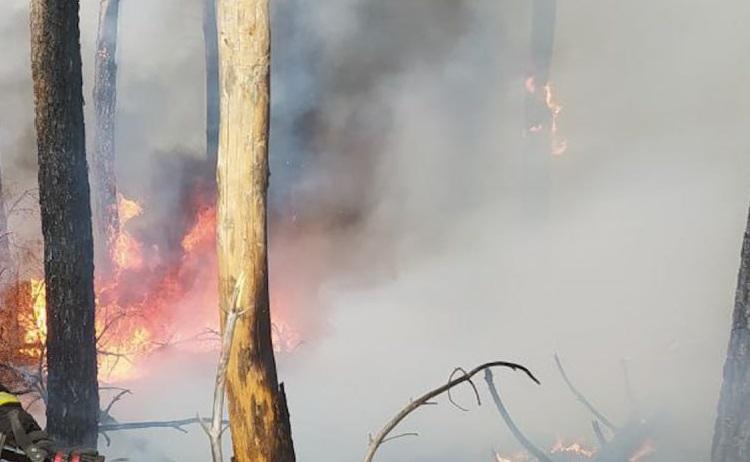 Власенко назвав можливі причини масових лісових пожеж на окупованій Луганщині