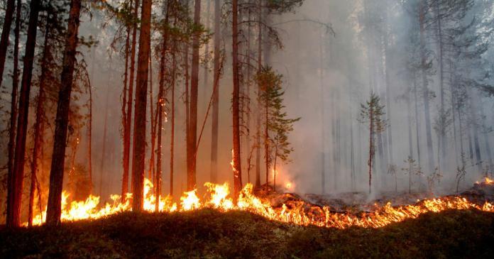 ЛОВА: Під Сєвєродонецьком горить ліс, мобілізаційні заходи в «лнр» посилюють