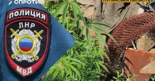 ЦНС: Окупанти на Луганщині використовують підлітків у наркосхемах, які контролює “мвс лнр” ЦНС: Окупанти на Луганщині використовують підлітків у наркосхемах, які контролює “мвс лнр”