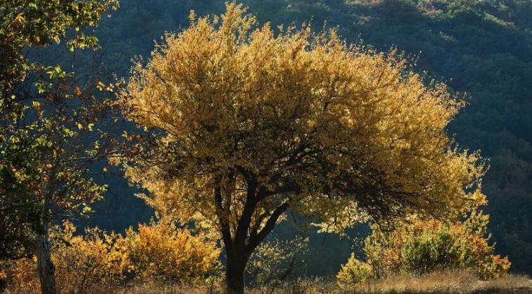  У Лисичанську окупанти зібралися створити парк «Святі гори»