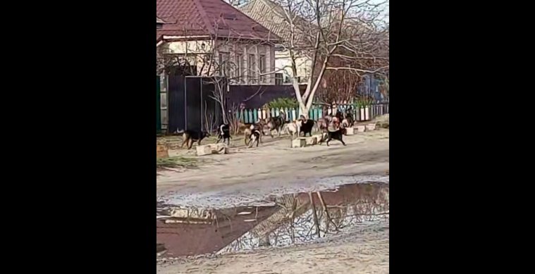 «Страшно за дітей»: жителі  Луганщини вимагають від окупантів навести лад зі зграями собак
