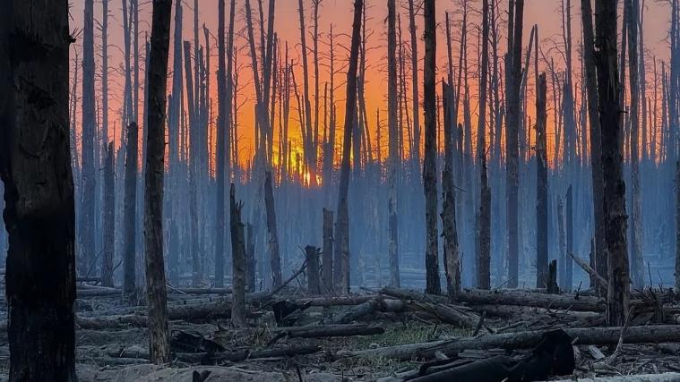Пожежі у лісах Кремінської та Лисичанської громад: екоінспекція визначила нові збитки, завдані довкіллю Луганщини