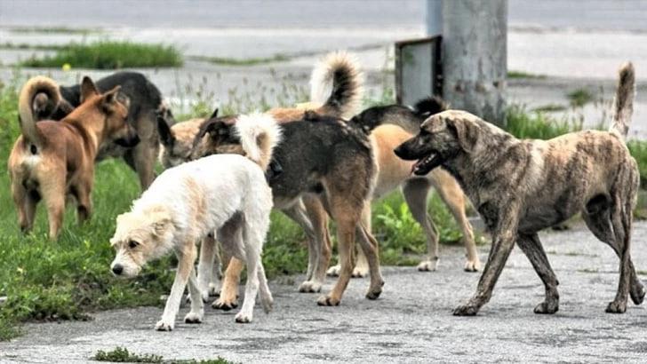 У мережі показали зграю безпритульних собак в окупованому Сіверськодонецьку (ВІДЕО)