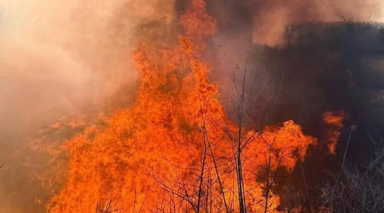 На ТОТ Луганщини за добу ландшафтні пожежі охопили близько 110 гектарів