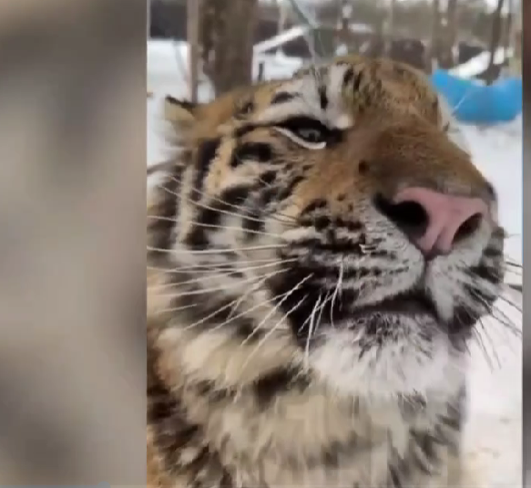 На окупованій Луганщині судитимуть чоловіка, який тримав вдома червонокнижного тигра та мавпу На окупованій Луганщині судитимуть чоловіка, який тримав вдома червонокнижного тигра та мавпу