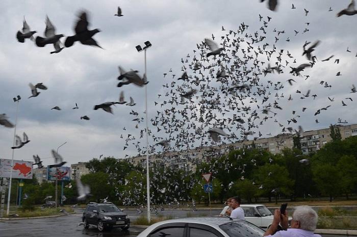 Голубеводы выпустили 10 тысяч голубей над Северодонецком