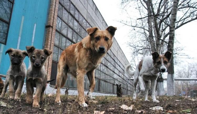 В Северодонецке будут вакцинировать бездомных животных от бешенства