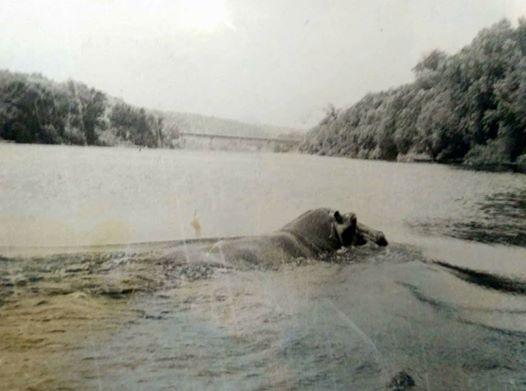 Уникальное фото бегемота в реке Северский Донец
