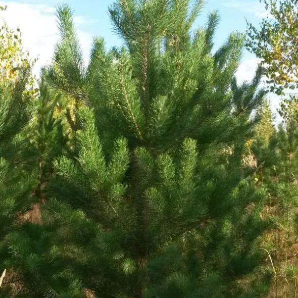 Кременское лесоохотничье хозяйство предлагает новогодние елки и другие услуги