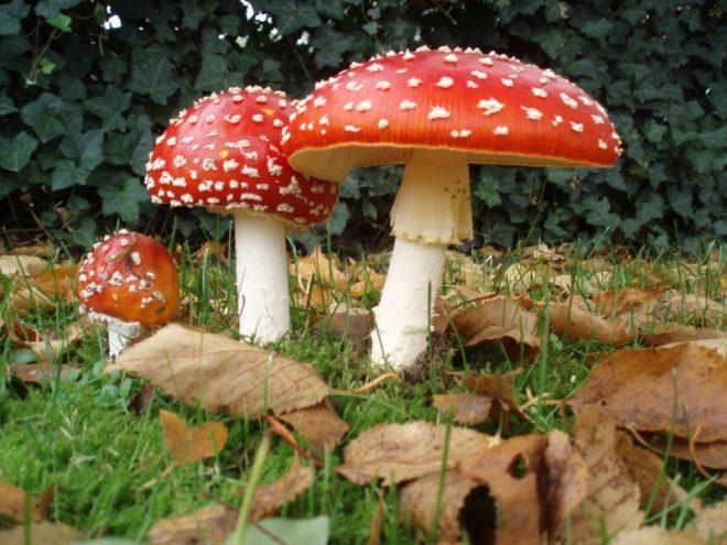 В Лисичанск мама и двое детей отравились грибами 