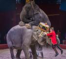 «Цирк Италии» Шоу мирового уровня 
