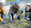 На Прикарпатті висадили алею тюльпанів “ВПО Луганщини” (ФОТО)