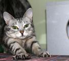 В Северодонецке открылся отель для котов "Мой Друг"