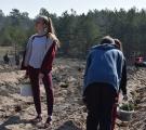 Экологи, лесники и школьники высадили за Северодонецком саженцы сосны