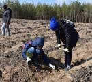 Экологи, лесники и школьники высадили за Северодонецком саженцы сосны