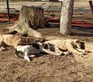 Собаки спят в лучах солнца, Северодонецк Автор: из архива Анны Гречишкиной