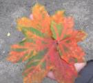 Осень - все цвета светофора