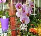 Салон «Орхидея»