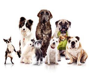 Выставка собак всех пород «Кубок Северодонецка-2013»