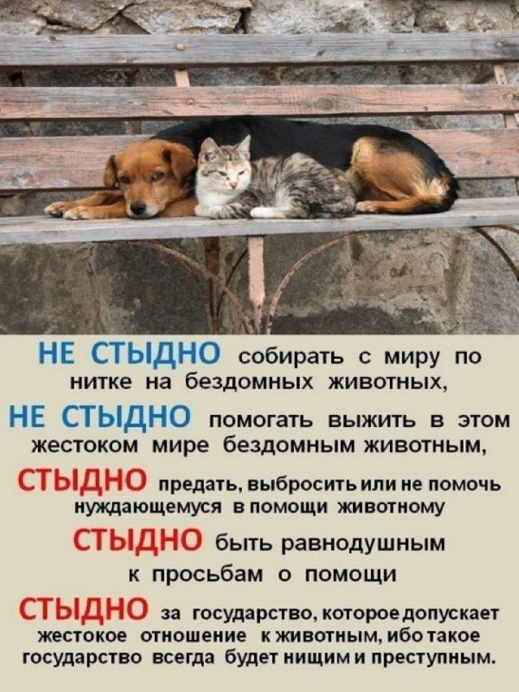 Картинки с надписью бездомные животные, открытка шебби